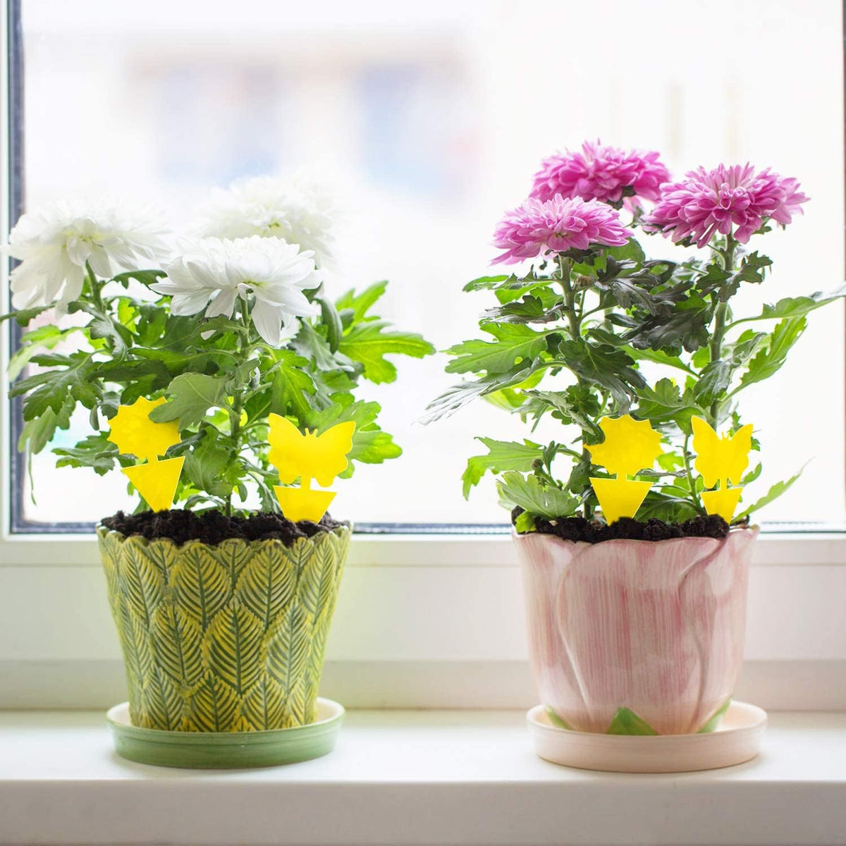 Fruit Fly Traps Fungus Gnat Traps Yellow Sticky Bug Traps 36 Pack No Harm and Odorless for Indoor Outdoor Use Protect The Plant